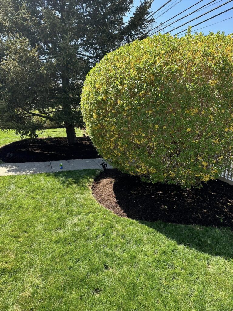 hedge_shrub_trimming11