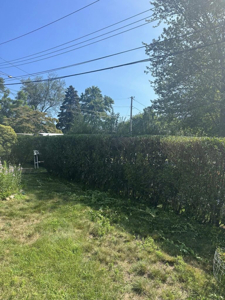 hedge_shrub_trimming3