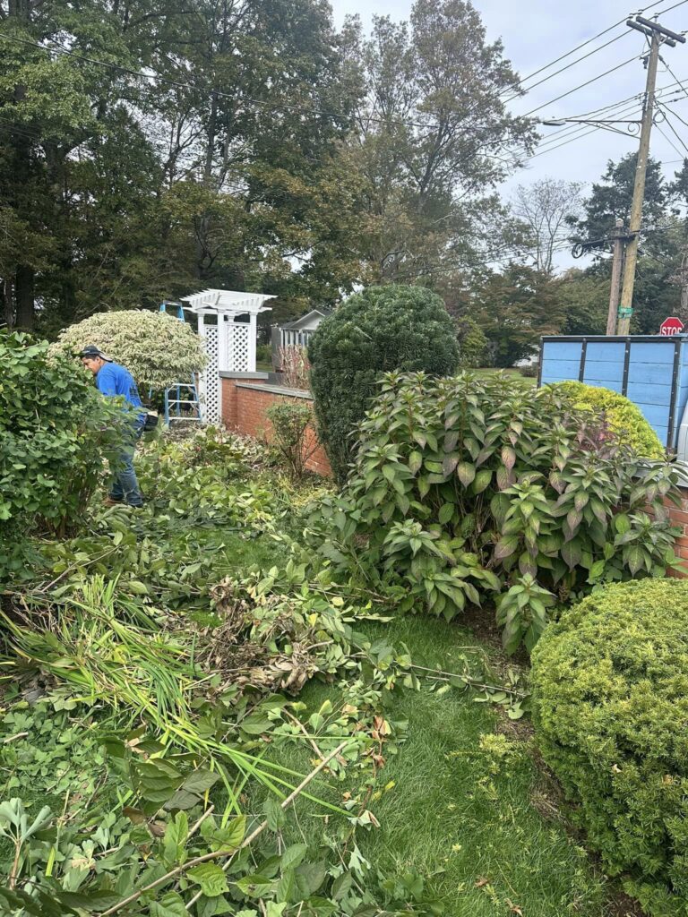 hedge_shrub_trimming4