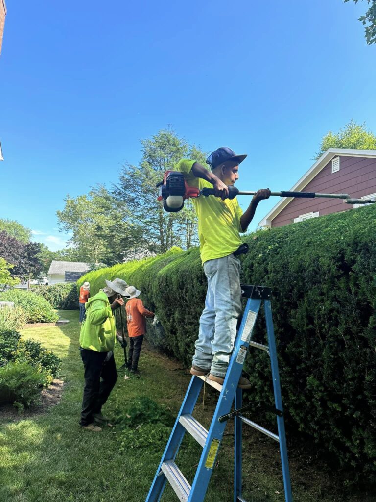 hedge_shrub_trimming5