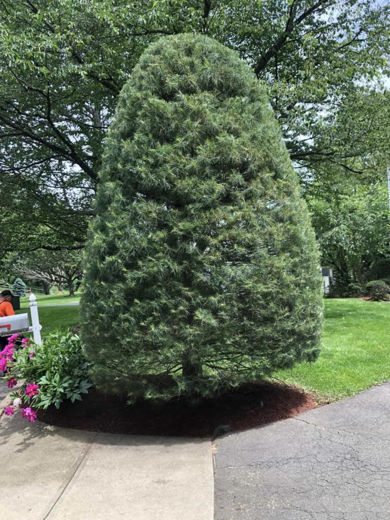 hedge_shrub_trimming6