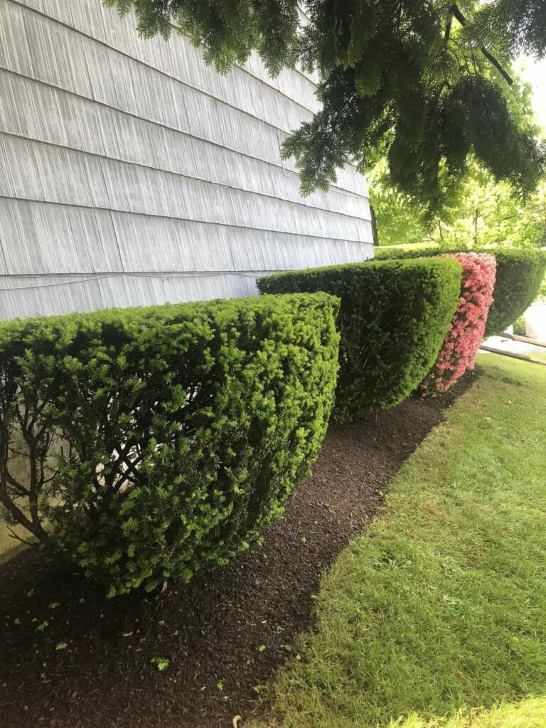 hedge_shrub_trimming7