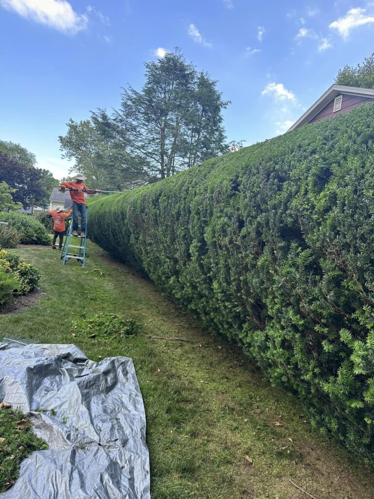 hedge_shrub_trimming9