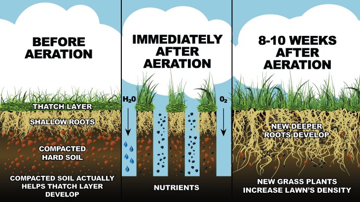 Lawn Aeration Overseeding